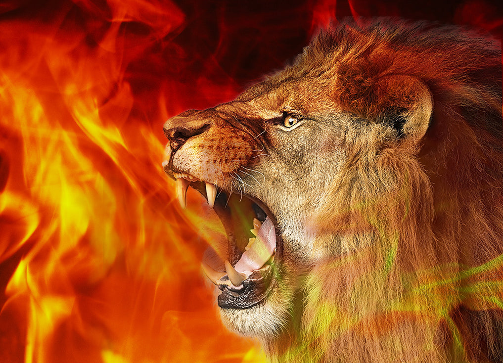 Stand & Roar - Fiery Lion - Bandera de seda Harbotai impresa